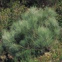 Retama sphaerocarpa subsp. sphaerocarpa  -  SUB-ENDEMISMO IBERICO